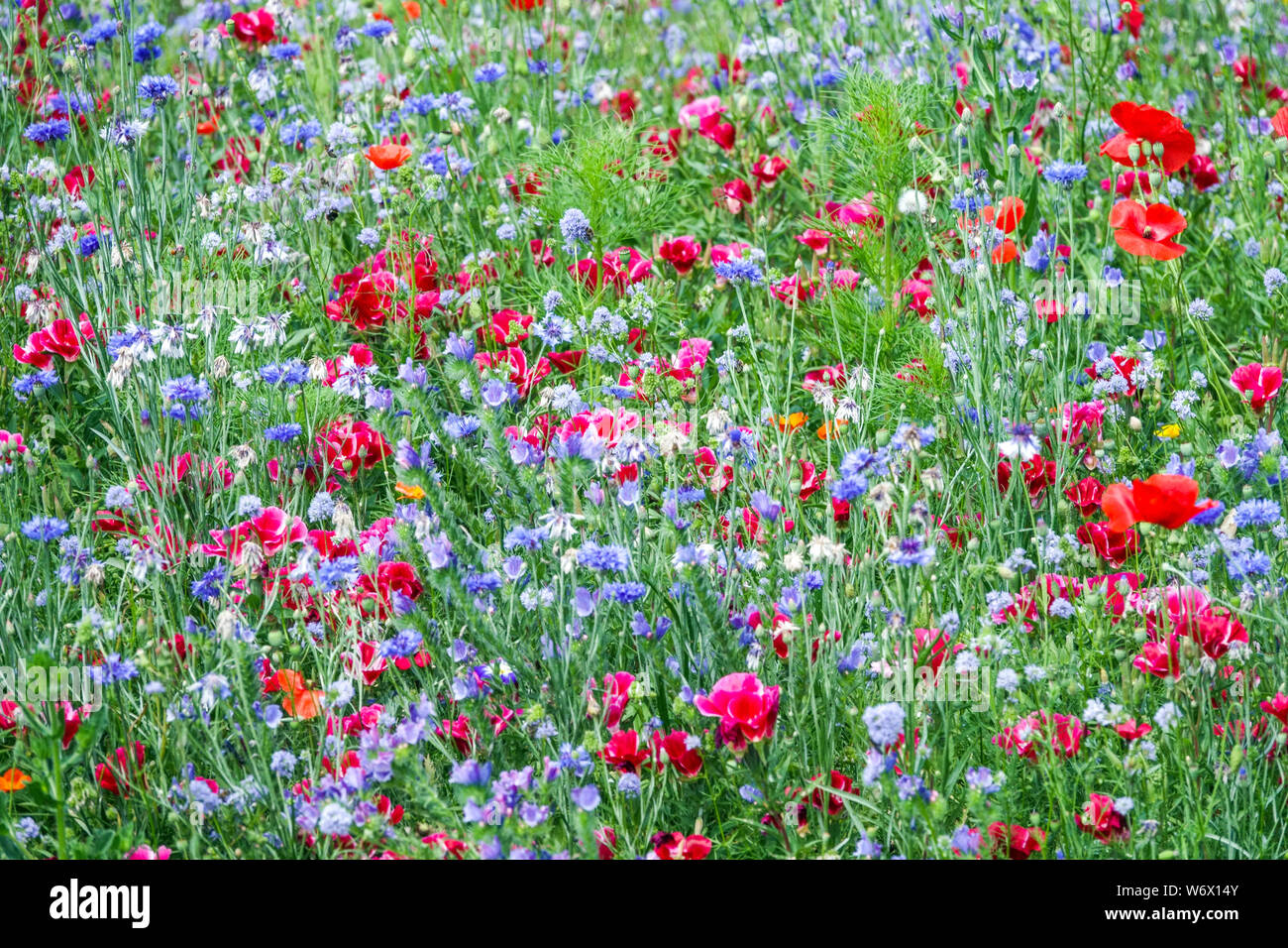 Piante annuali per la semina diretta in prati e prati blu-rossi, adatte per strisce di miscele di fiori colorati Centaurea Clarcia Poppies Godetia Foto Stock