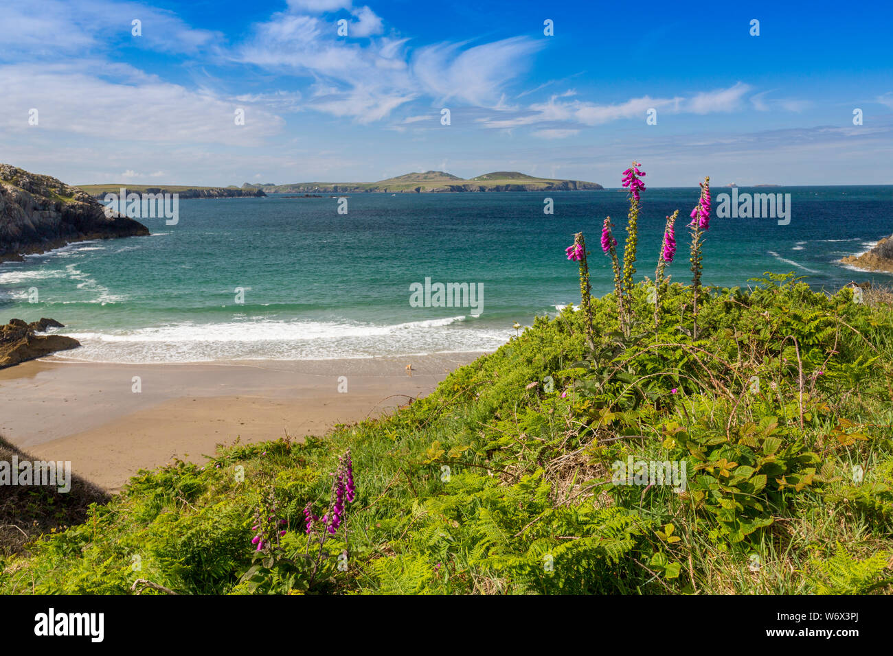 Wild foxgloves sopra Porthmelgan Bay con Ramsay isola oltre, Il Pembrokeshire Coast National Park, Wales, Regno Unito Foto Stock