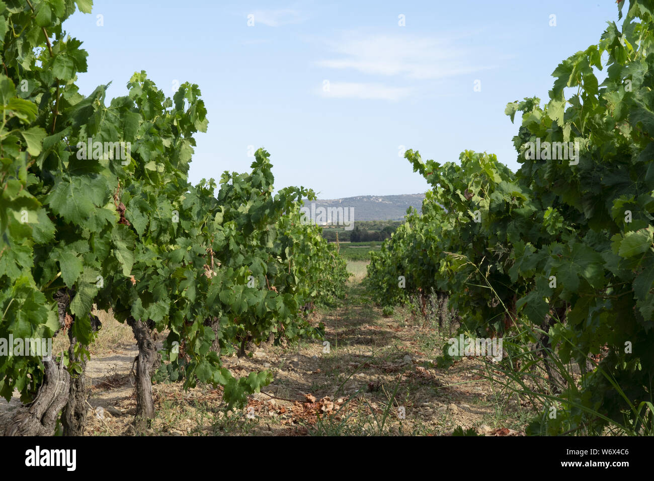 Vigneti francesi Foto Stock