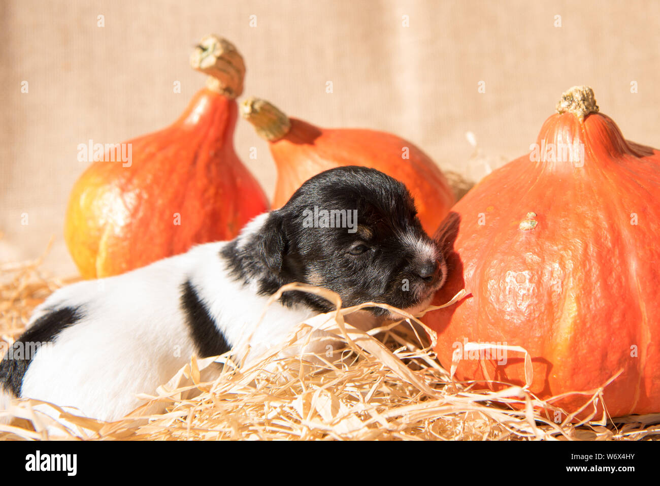Jack Russell cucciolo di cane ​​with zucche in autunno Foto Stock