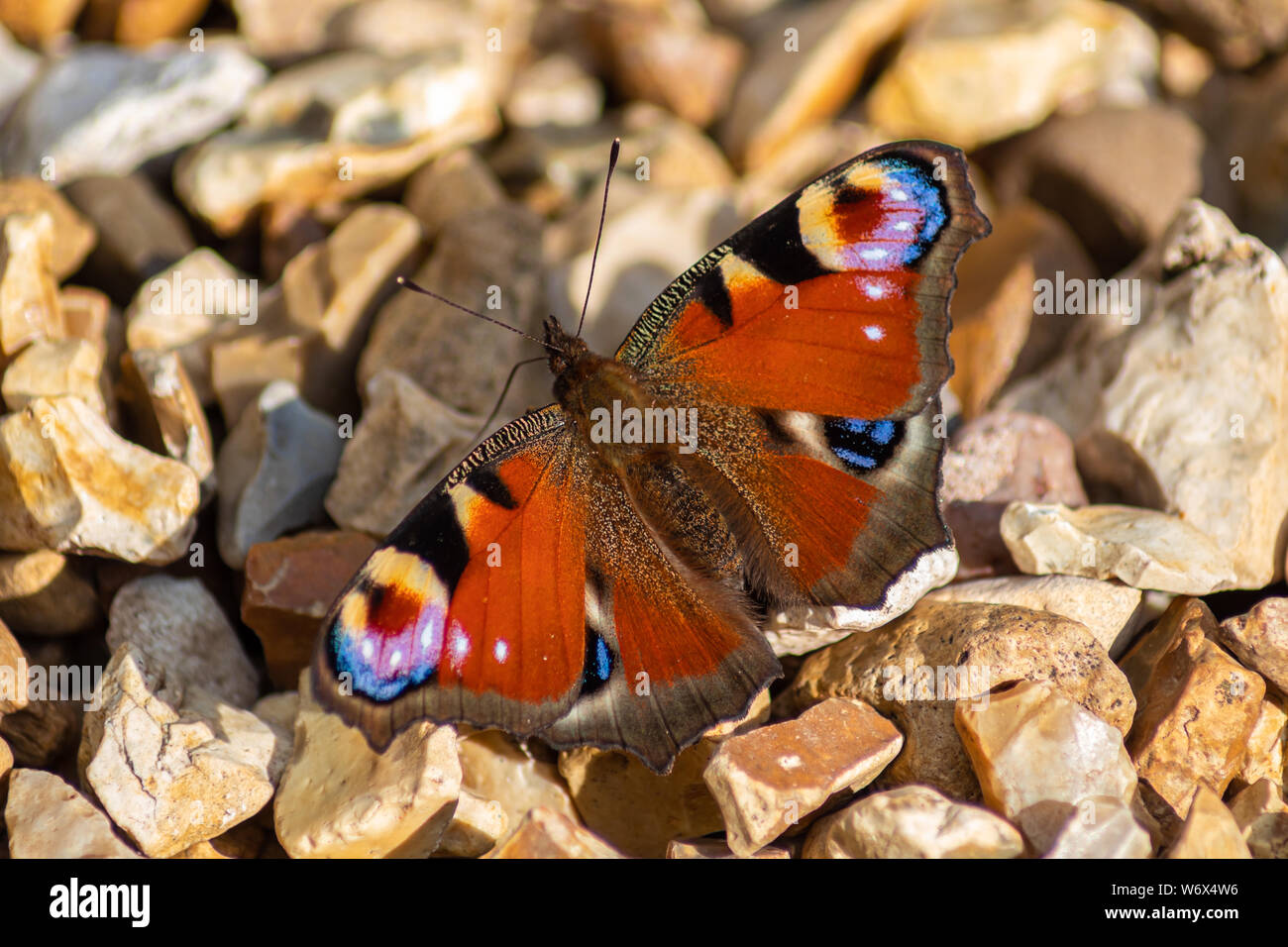 Farfalla pavone (aglais lo) a prendere il sole sulla sabbia ghiaia Foto Stock