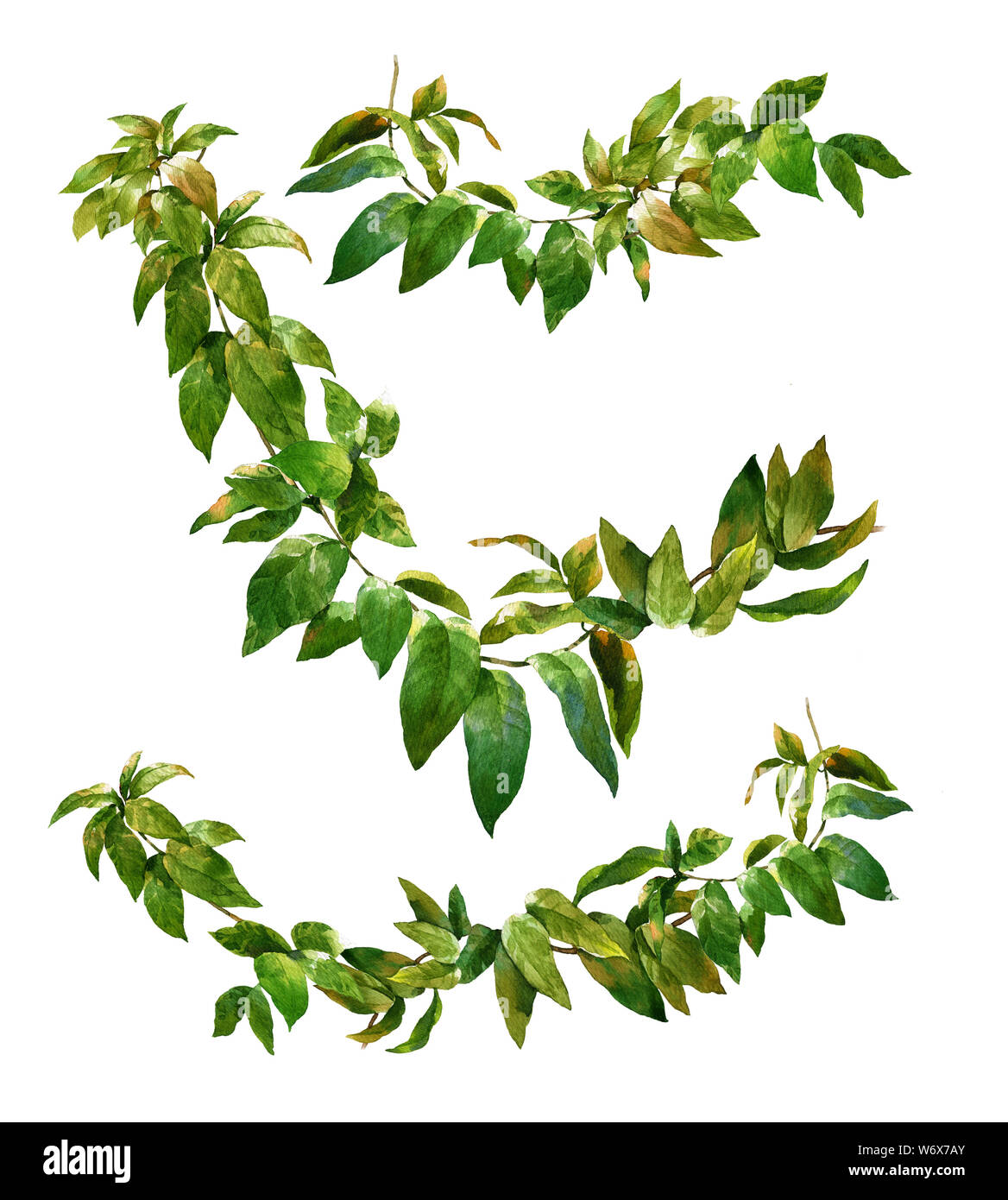 La pittura ad acquerello di foglie su sfondo bianco Foto Stock
