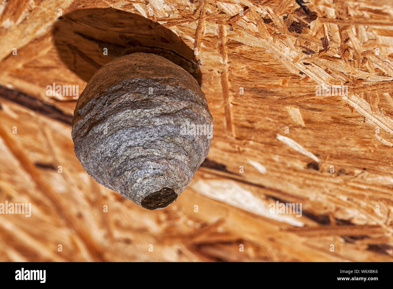 Nido di vespe all'interno del capannone immagini e fotografie stock ad ...
