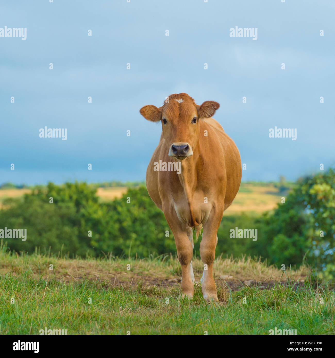 Mucca nel campo Foto Stock