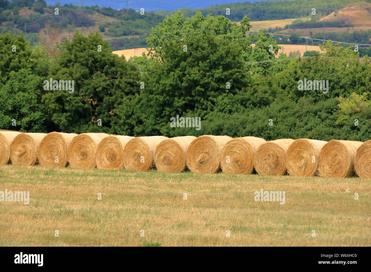 Balle di fieno su un prato falciato Foto Stock