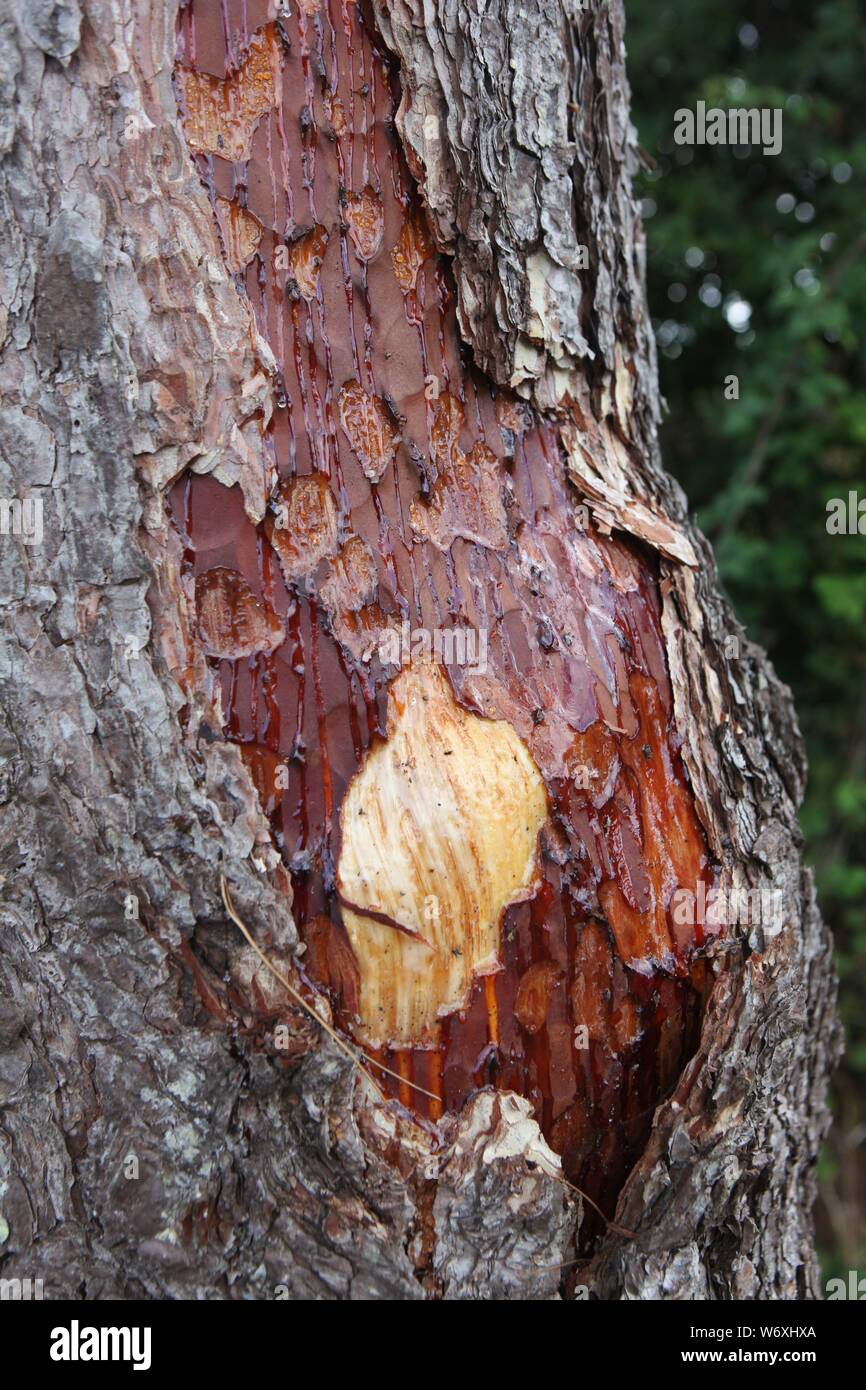 Albero con corteccia danneggiata, Galles Foto Stock