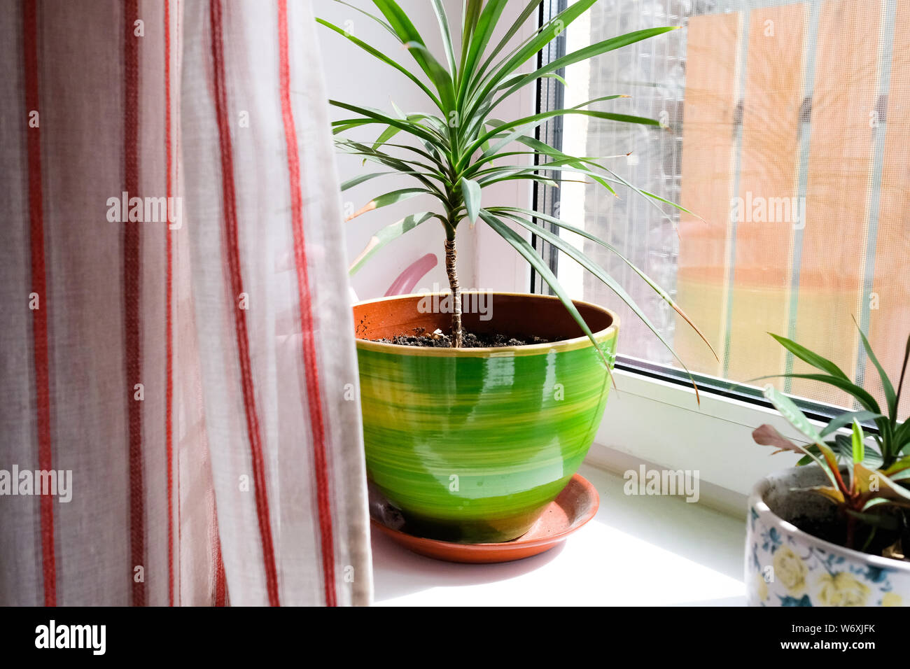 Piante da interni in luminosi vasi di fiori sul davanzale Foto Stock