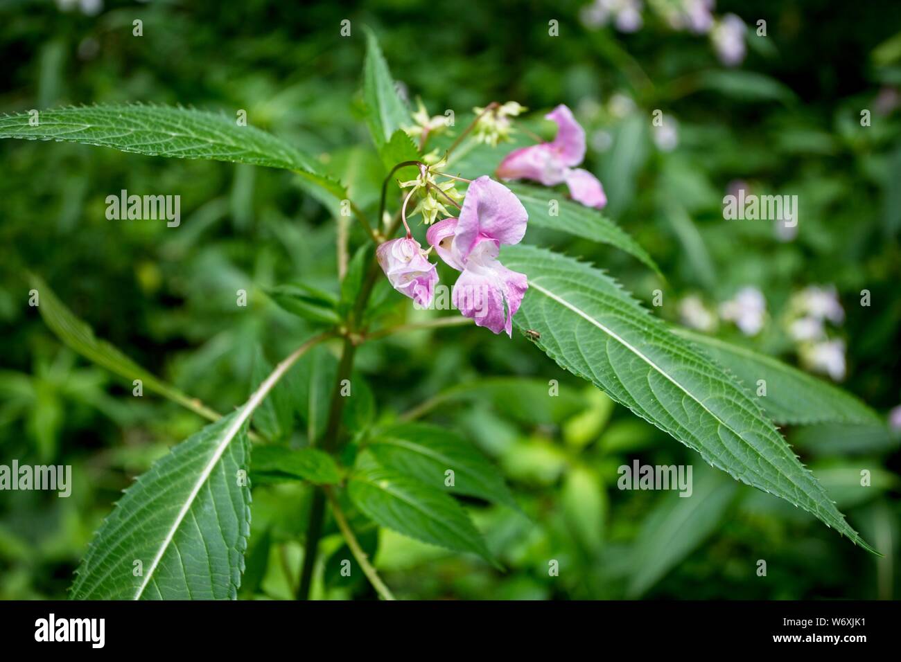 Himalayan (Balsamina Impatiens glandulifera) non invasiva nativo specie vegetali,East Sussex, Regno Unito Foto Stock