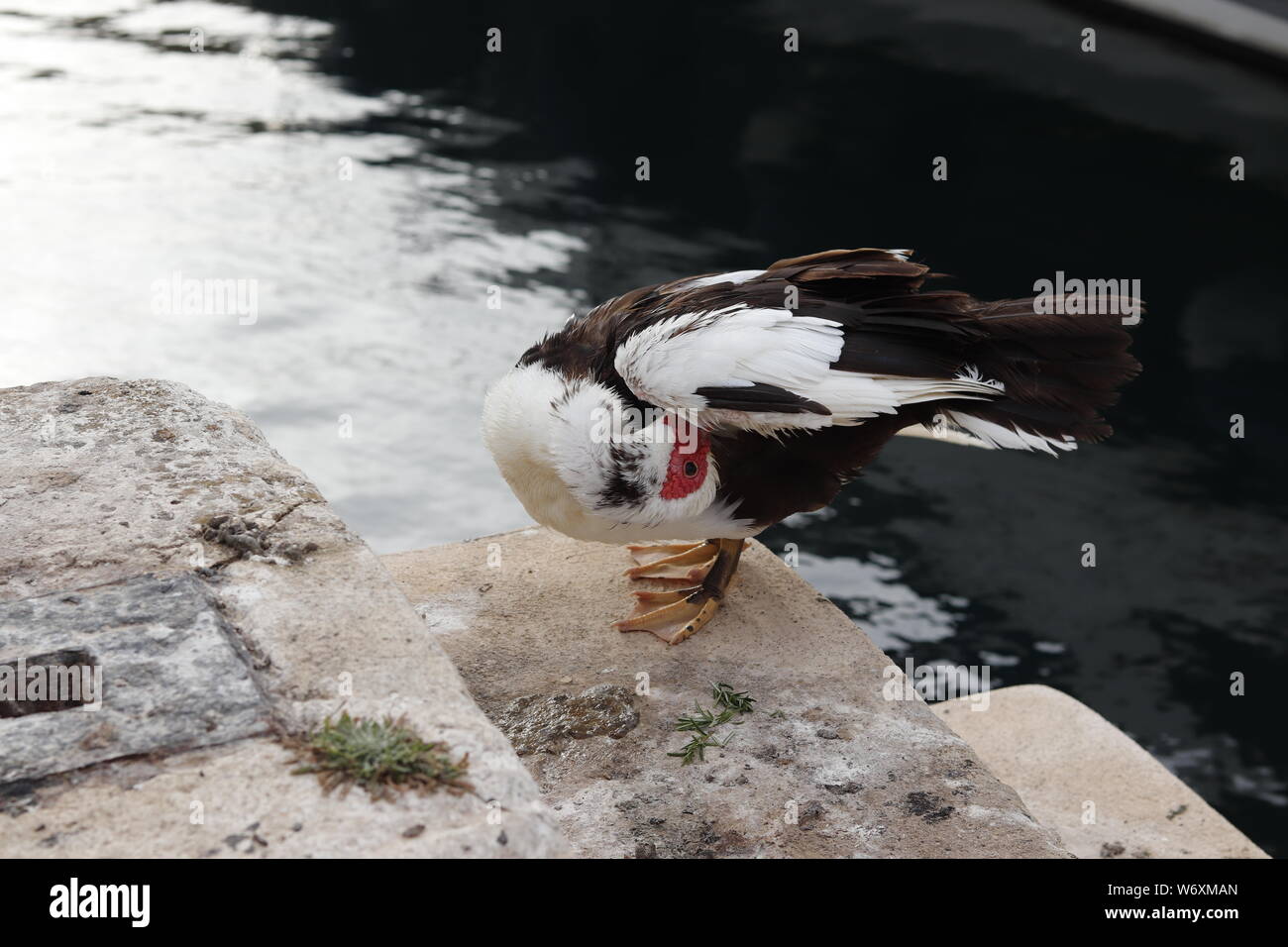 Anatra muta la pulizia le sue piume mentre in piedi sulle scale in acqua. Bianco di anatra con faccia rossa. La faccia è simile a una Turchia di caratteristiche del viso. Foto Stock