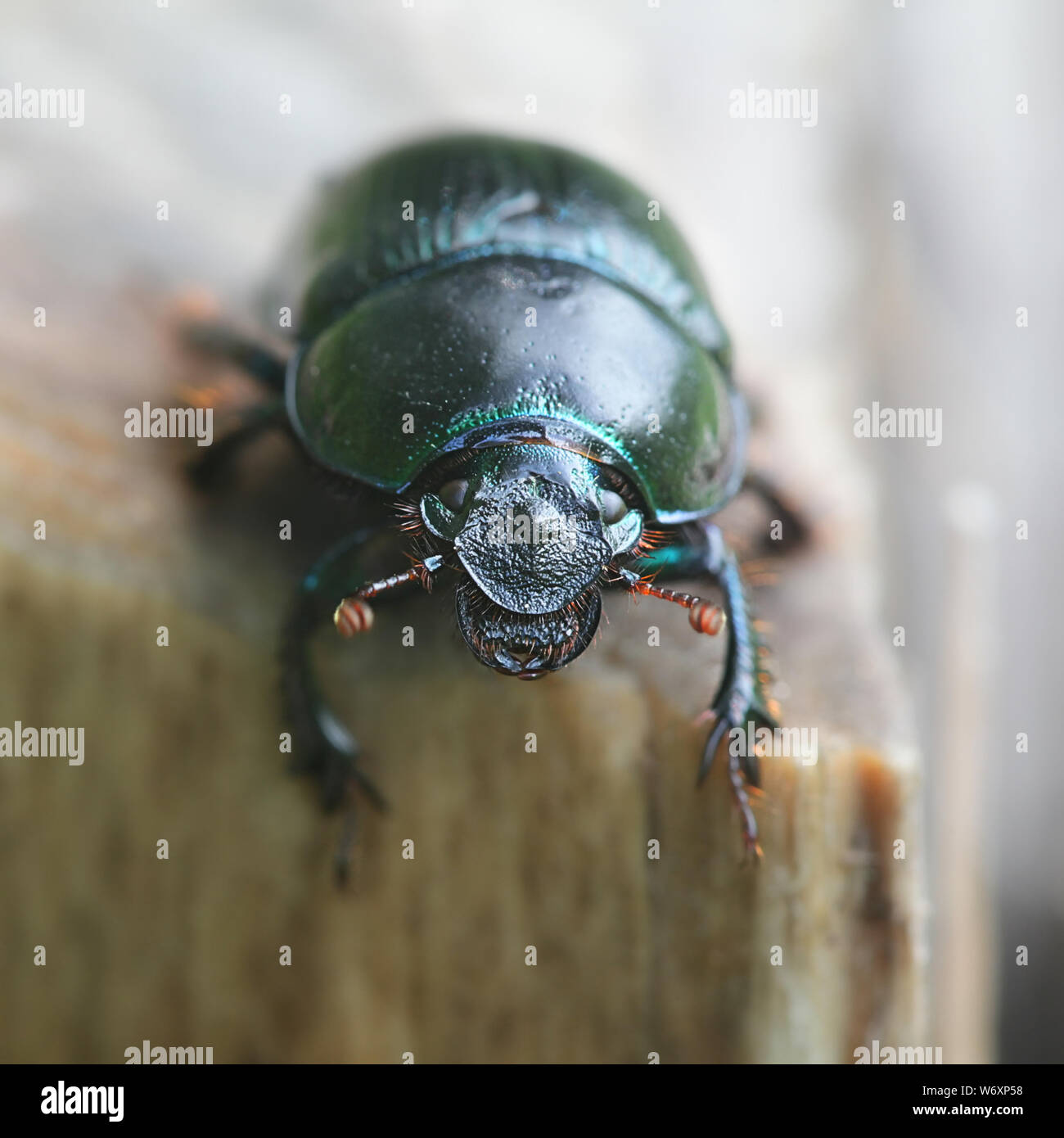 Anoplotrupes stercorosus, noto come dor beetle, una specie di terra di sterco di trivellazione coleotteri Foto Stock