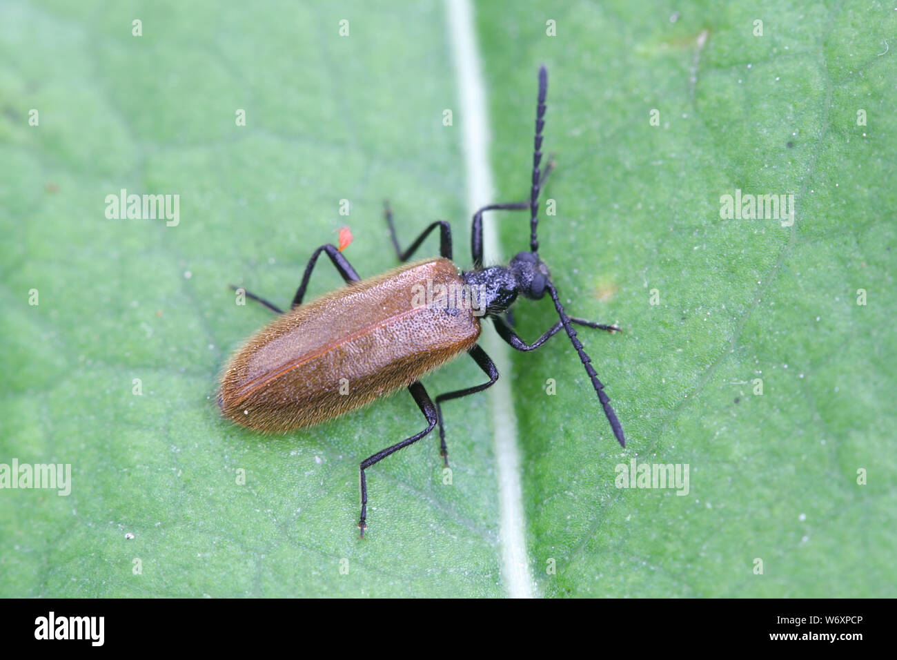 Lagria hirta, noto come Rough-Haired Lagria scarabeo o Darkling beetle Foto Stock