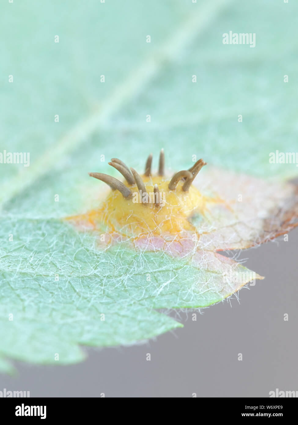 Gymnosporangium cornutum, una ruggine fungo chiamato il ginepro ruggine, che cresce su una foglia di Rowan, Sorbus aucuparia Foto Stock