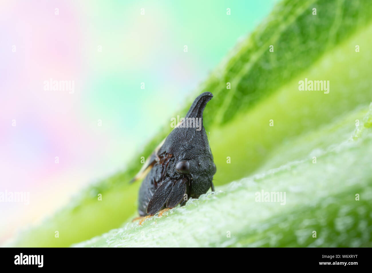 Foto macro di un piccolo nero treehopper su un gambo di semi di girasole Foto Stock