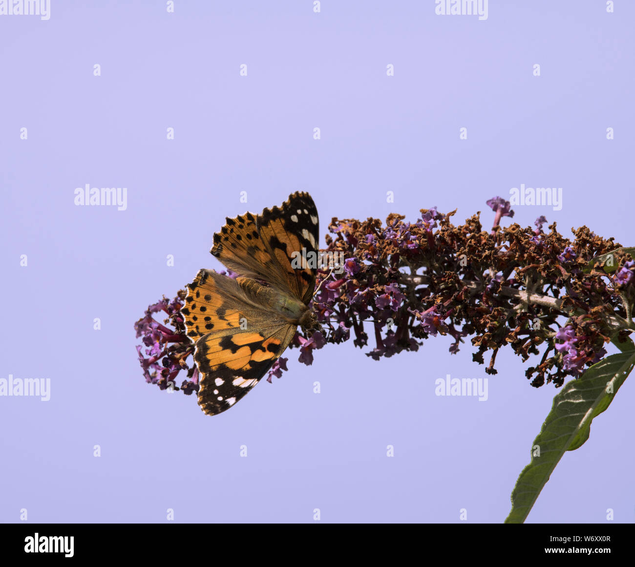 La Buddleia arbusto a fioritura è un magnete per tutti impollinatori durante i mesi estivi. Foto Stock