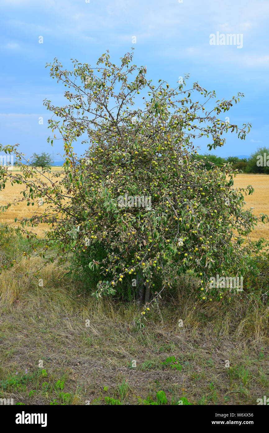 Un albero di mele che soffre di un lungo periodo senza pioggia. Le foglie sono raggomitolati. Erba secca di fronte. Foto Stock