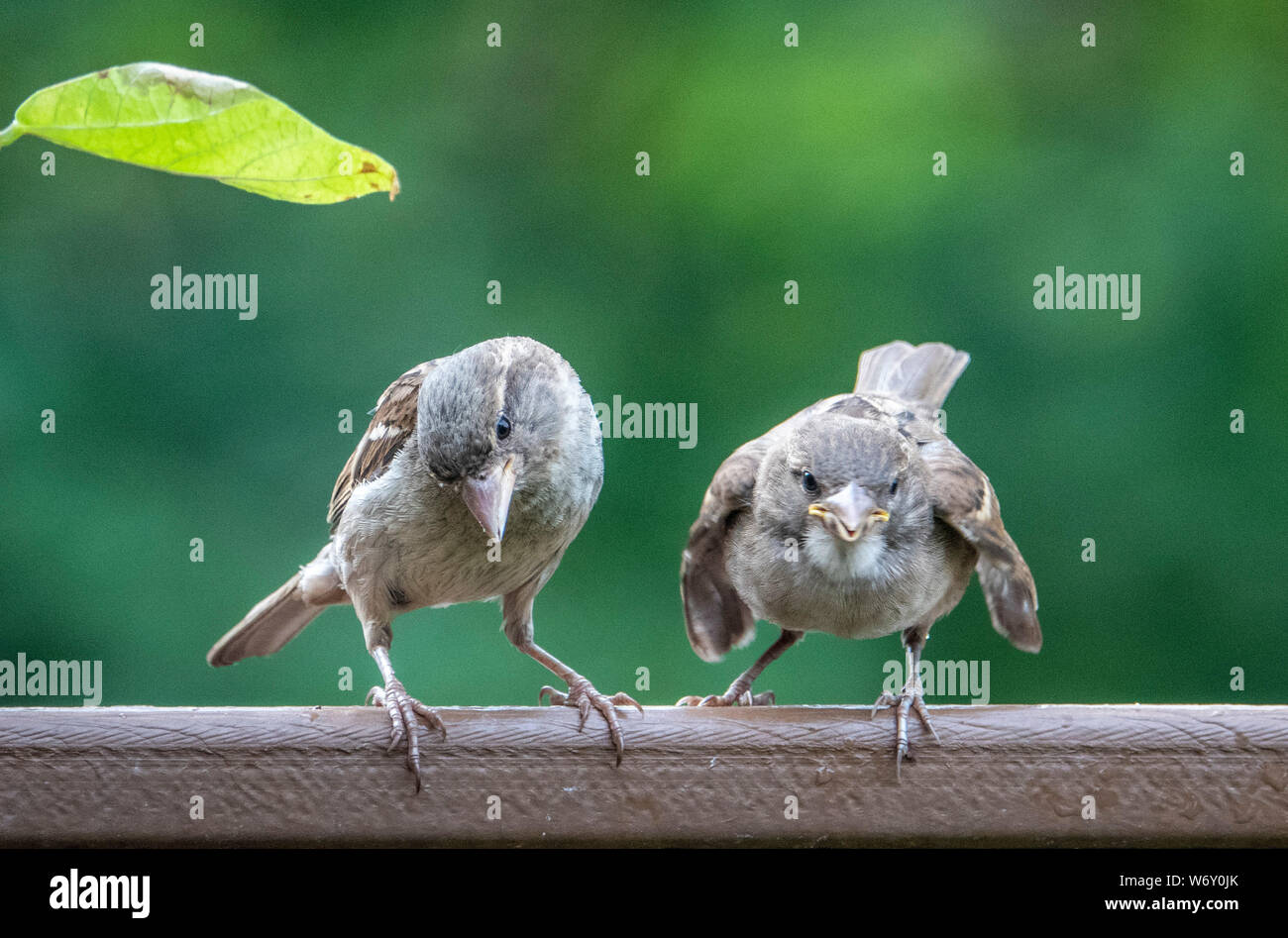 Sul ponte Foto Stock