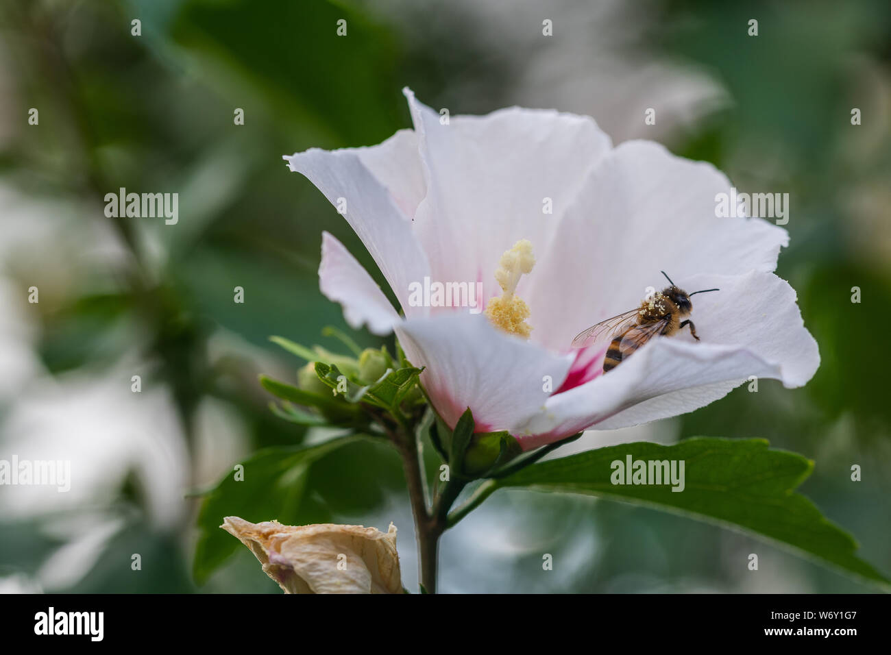 Le api raccolgono il polline dei fiori Foto Stock