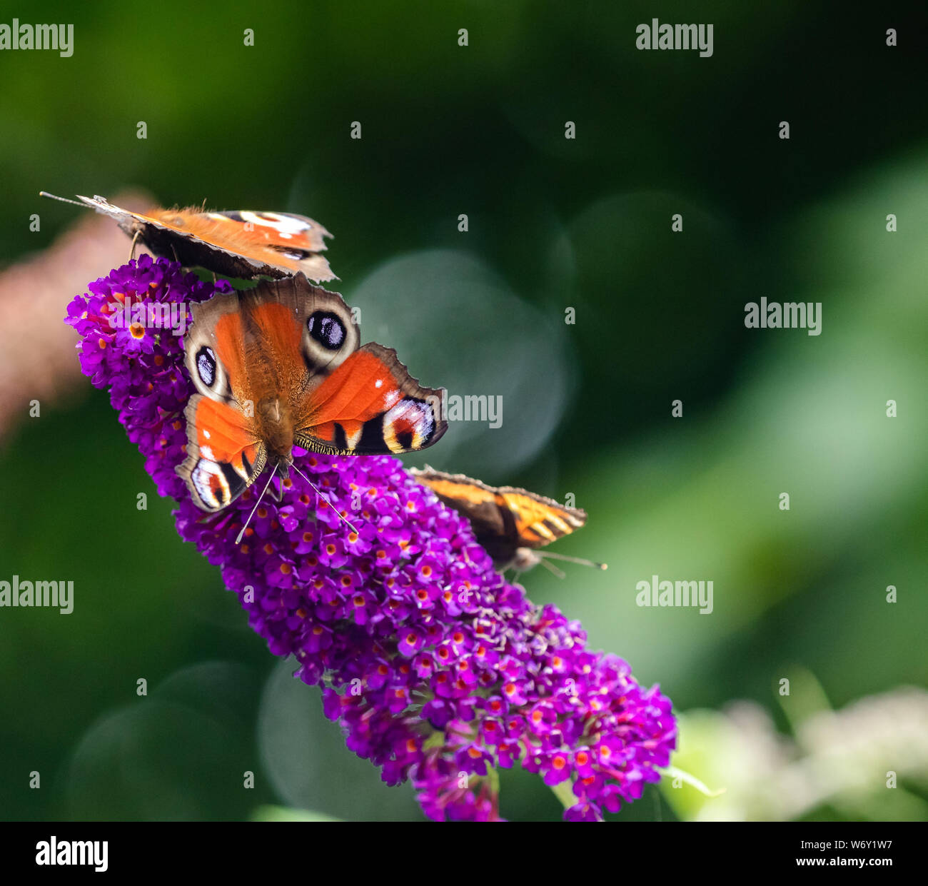 Farfalle sui buddleia. Foto Stock