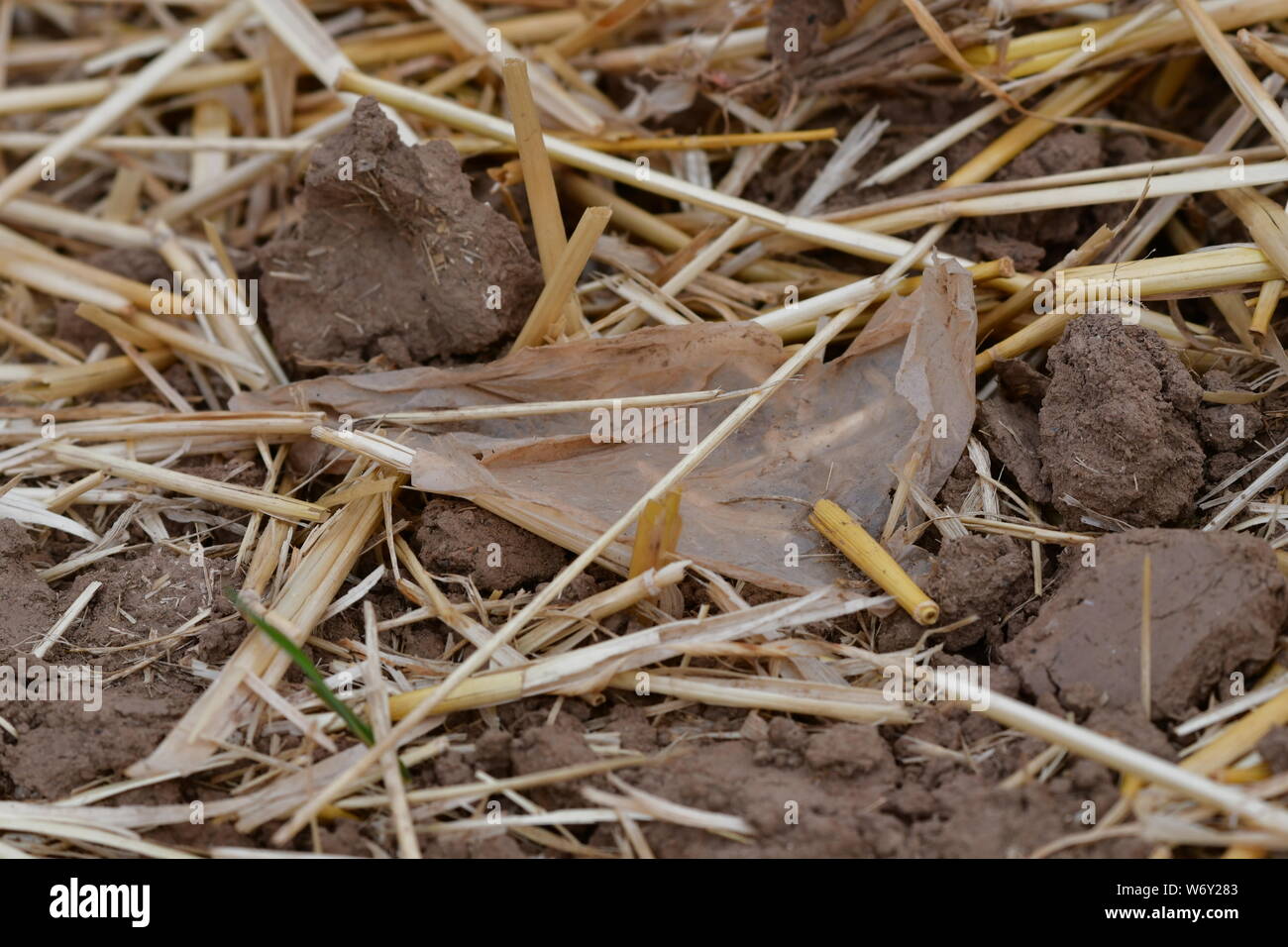 Un pezzo di foglio di plastica in un campo tra il terreno di una cannuccia. Foto Stock