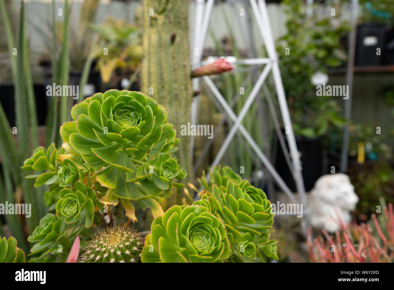 Piante succulente con cactus all'aperto di piante di vivaio Foto Stock Piante succulente con cactus all'aperto di piante di vivaio Foto Stock