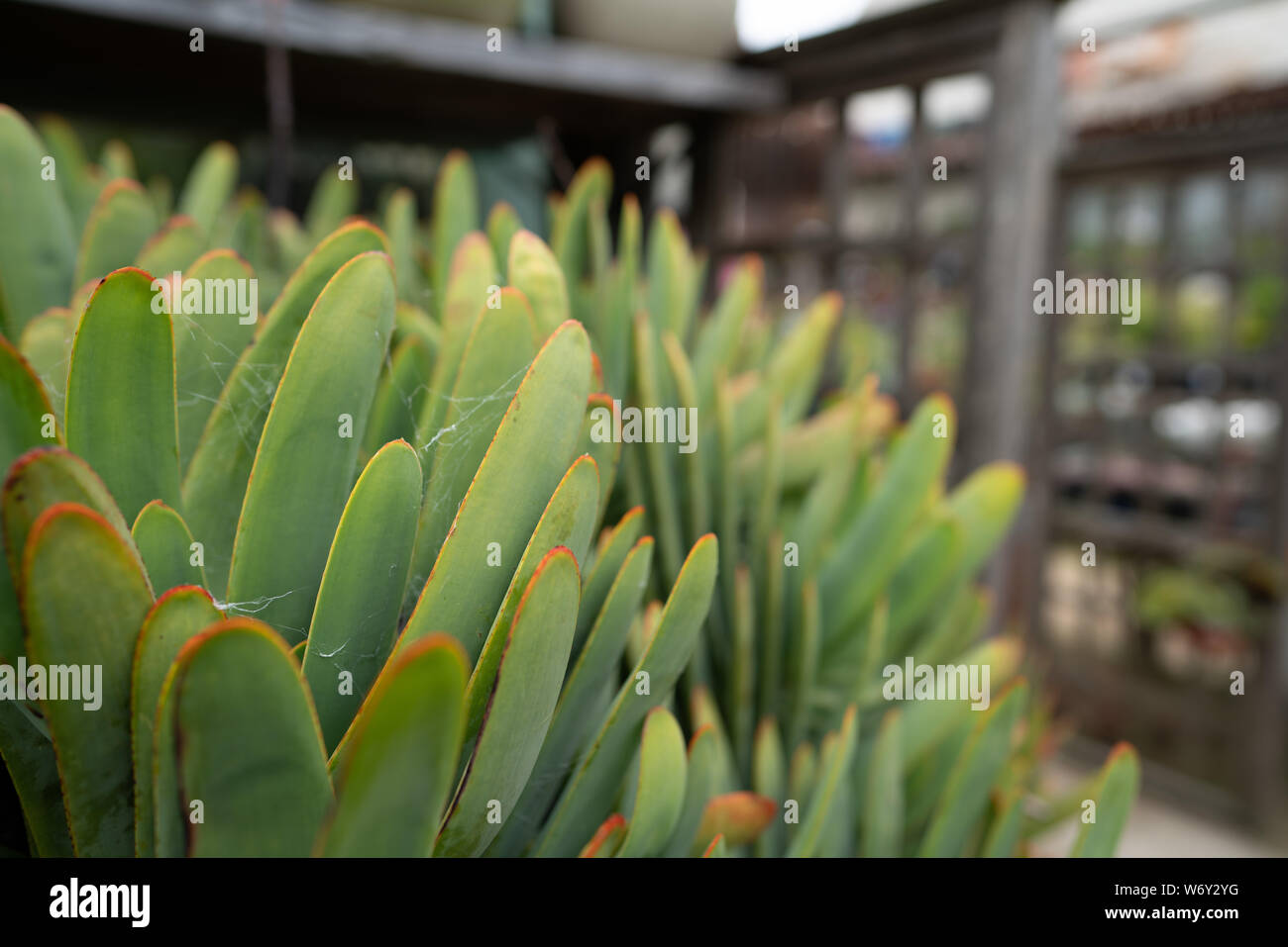 Le piante succulente con ragnatele e ragnatele al vivaio all'aperto Foto Stock Le piante succulente con ragnatele e ragnatele al vivaio all'aperto Foto Stock