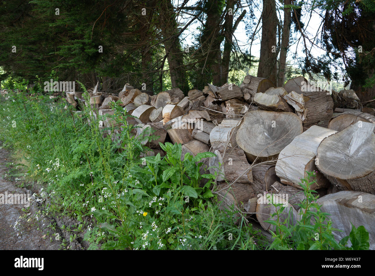 Varie il taglio di pezzi di legno Legname di monconi impilati al mulino in legno Foto Stock