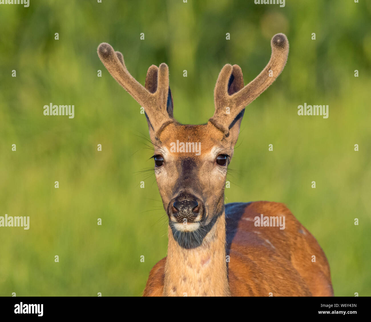Primo piano della young buck culbianco cervo con corna di velluto su una mattina d'estate Foto Stock