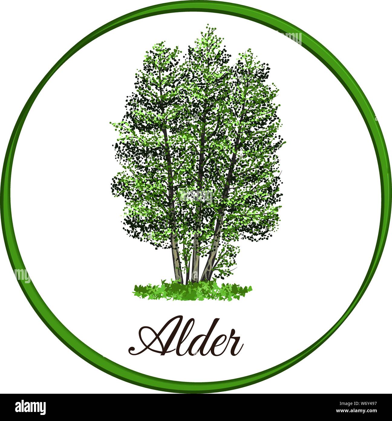 Alder tree come vettore tracciato con foglie di singolo Illustrazione Vettoriale
