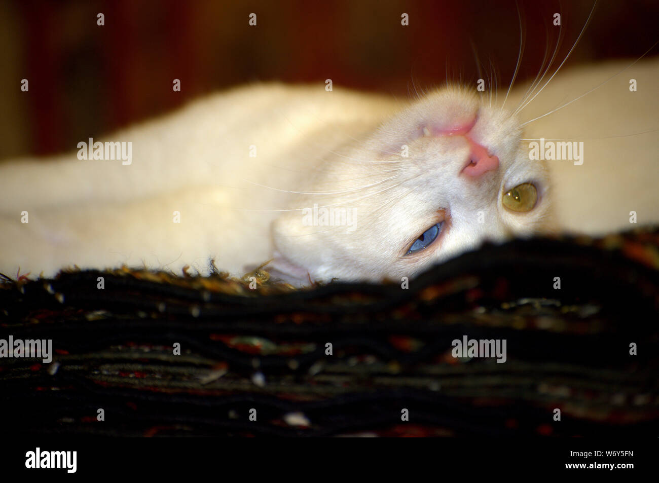 Bianco Armeno Breed Van Cat con due diversi colori naturali degli occhi (eterochromia iridis) posa su un tappeto fatto a mano in Efeso, Turchia. Foto Stock Bianco Armeno Breed Van Cat con due diversi colori naturali degli occhi (eterochromia iridis) posa su un tappeto fatto a mano in Efeso, Turchia. Foto Stock