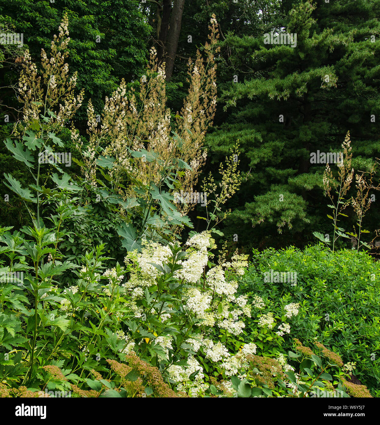 Bellissimi fiori e verde di un giardino Foto Stock