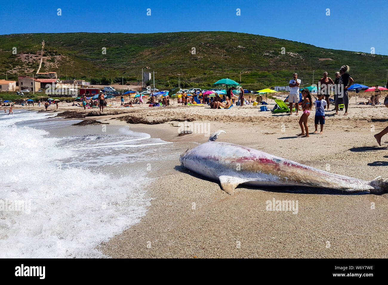 Gonnesa, Fontanamare Spiaggia - Agosto 03, 2019: una specie protetta di Dolphin, in avanzato stato di decomposizione. Presa a terra dalla tempesta in Foto Stock