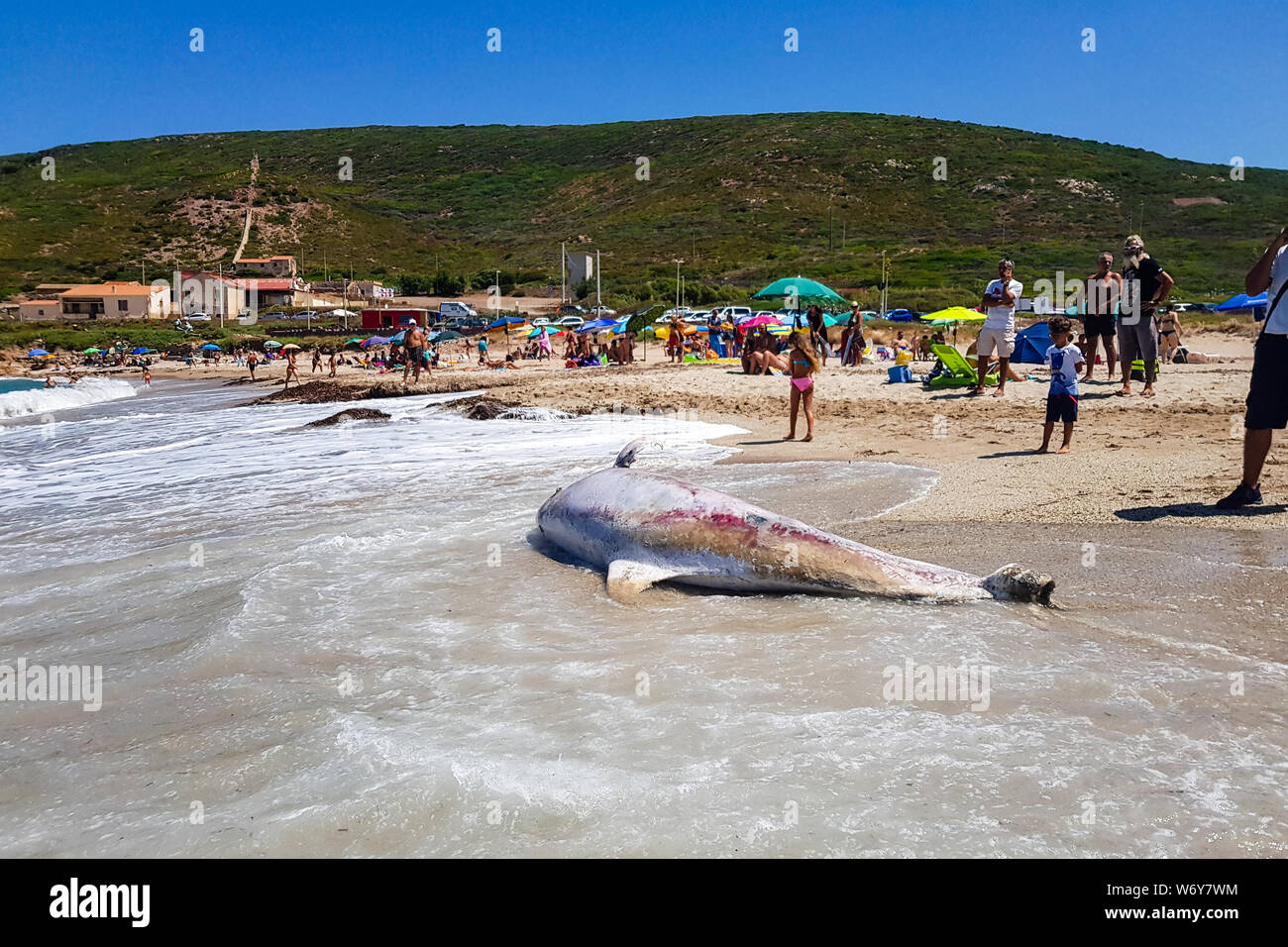 Gonnesa, Fontanamare Spiaggia - Agosto 03, 2019: una specie protetta di Dolphin, in avanzato stato di decomposizione. Presa a terra dalla tempesta in Foto Stock