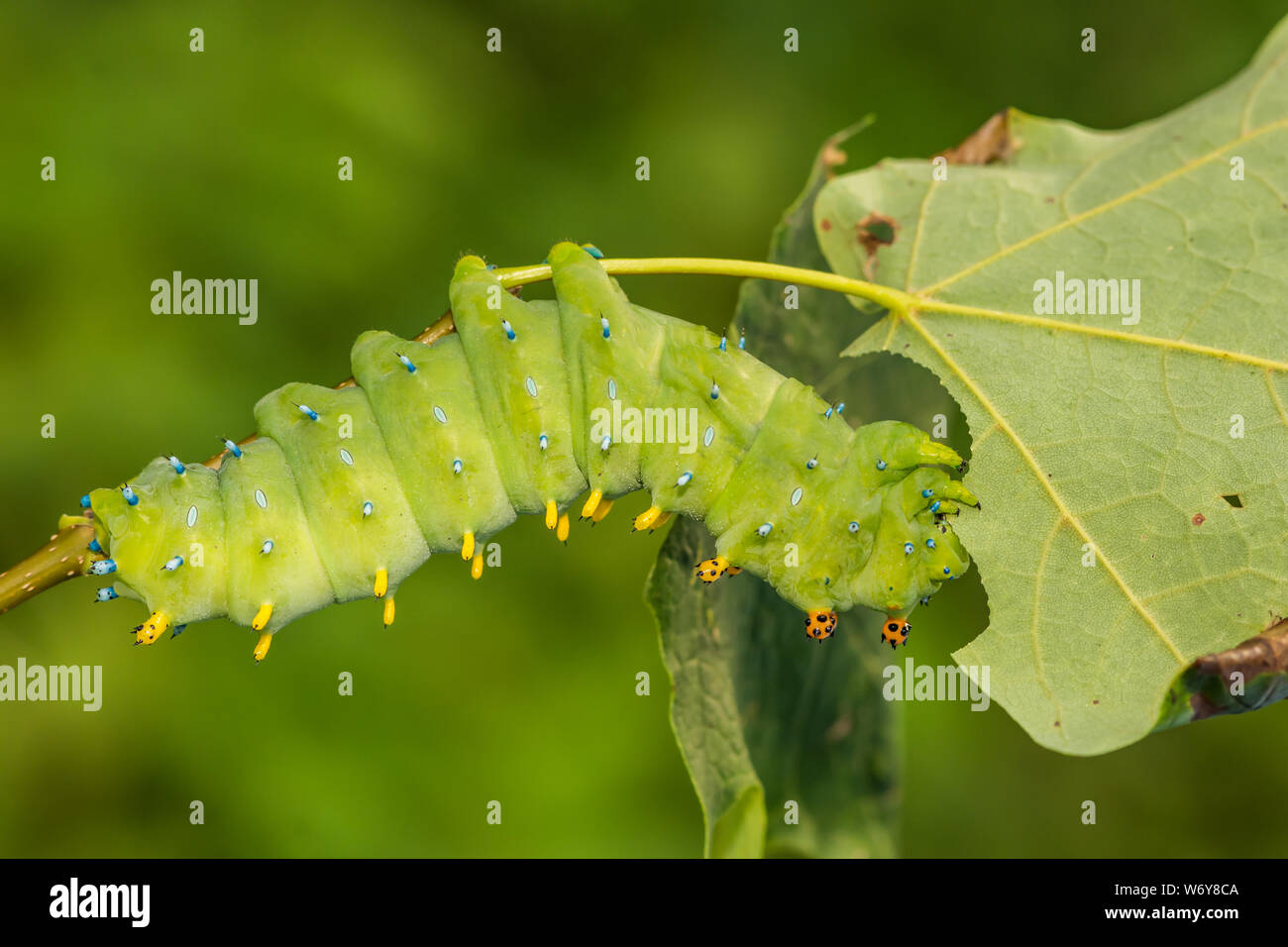 Peltata Moth Caterpillar (Hyalophora peltata) Foto Stock