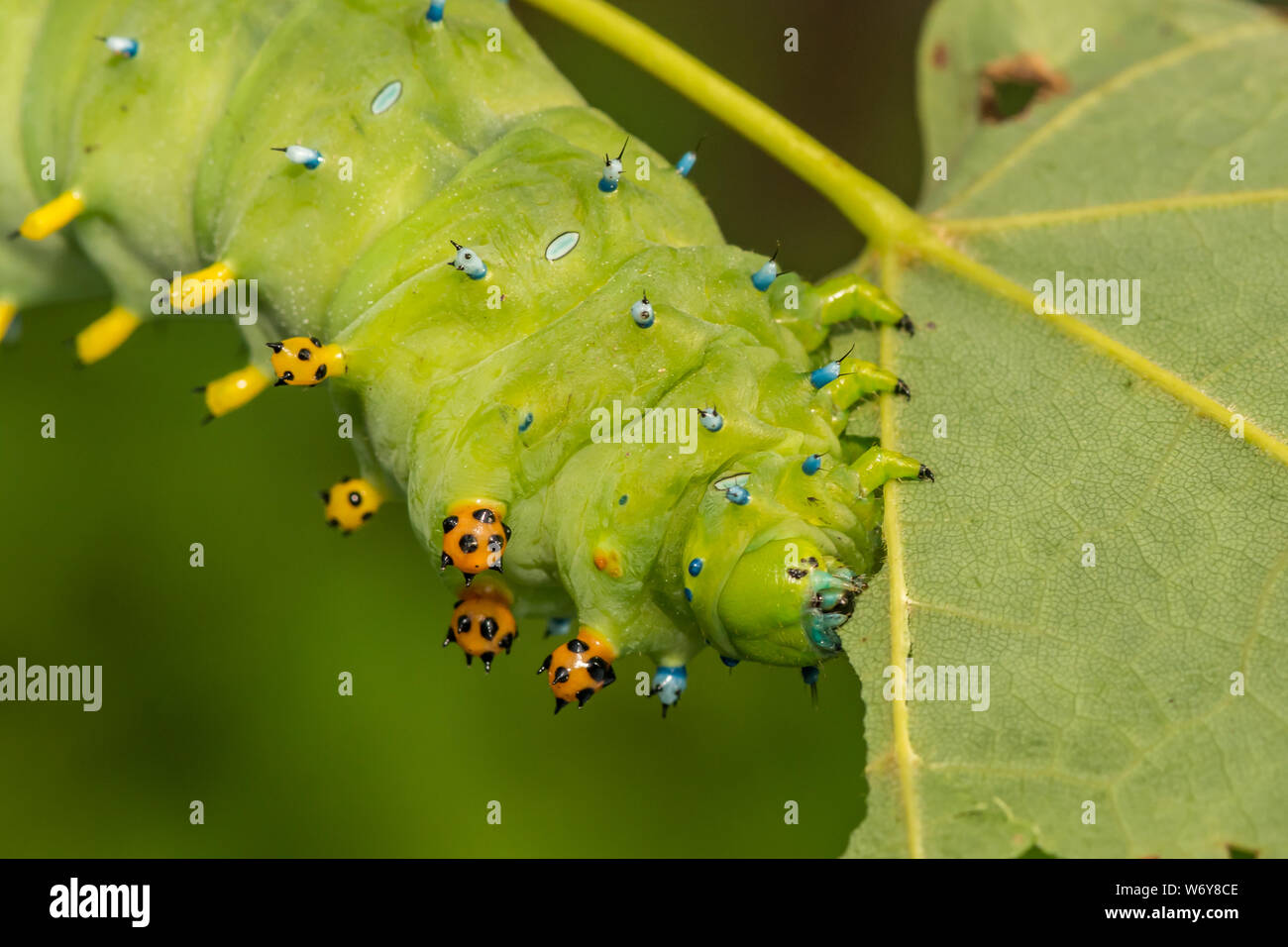 Peltata Moth Caterpillar (Hyalophora peltata) Foto Stock