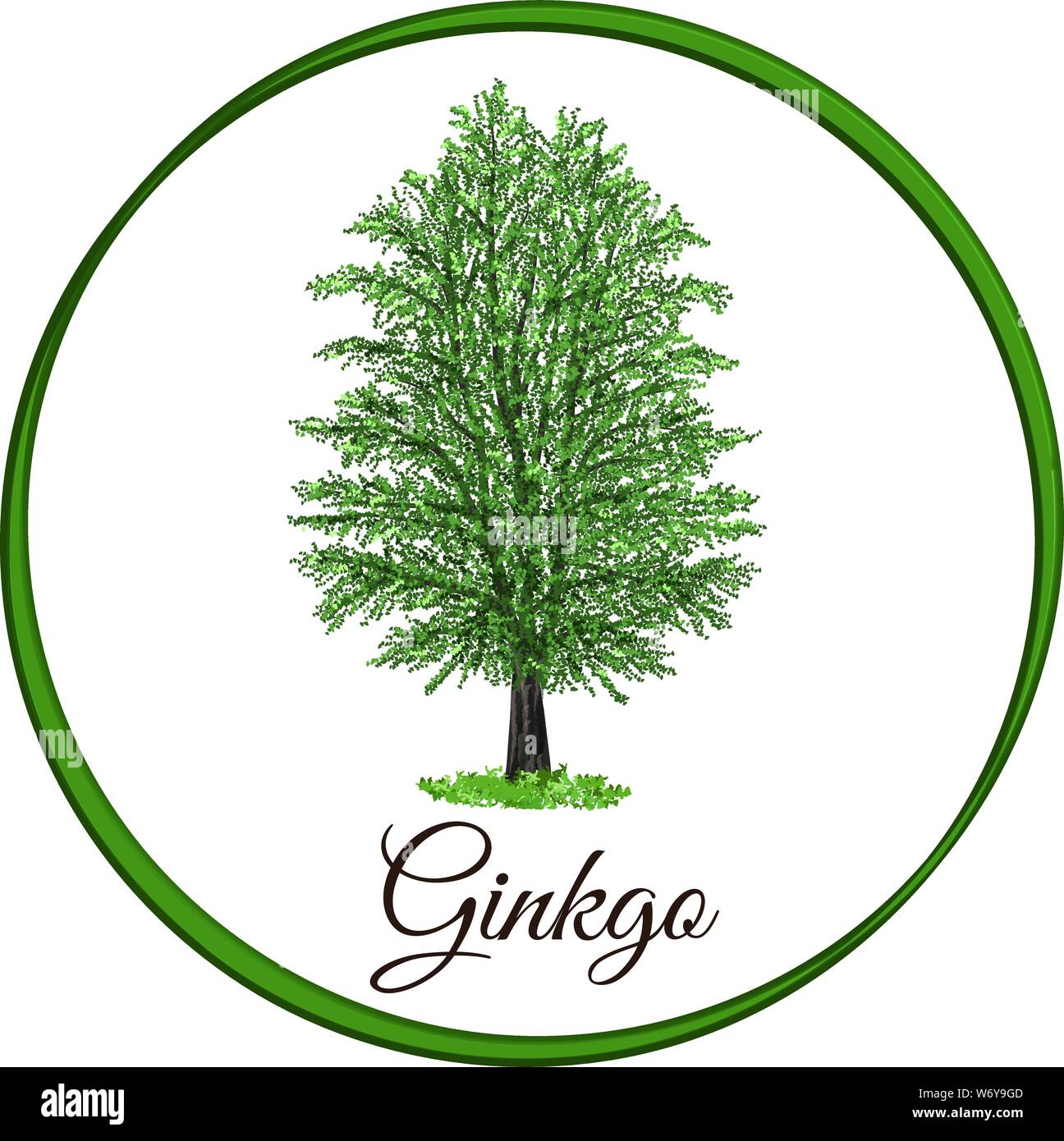 Il ginkgo tree come vettore tracciato con foglie di singolo Illustrazione Vettoriale