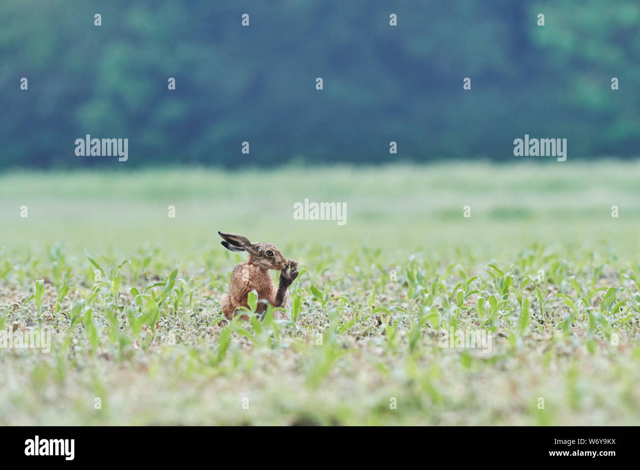 Brown lepre (Lepus europaeus) REGNO UNITO Foto Stock
