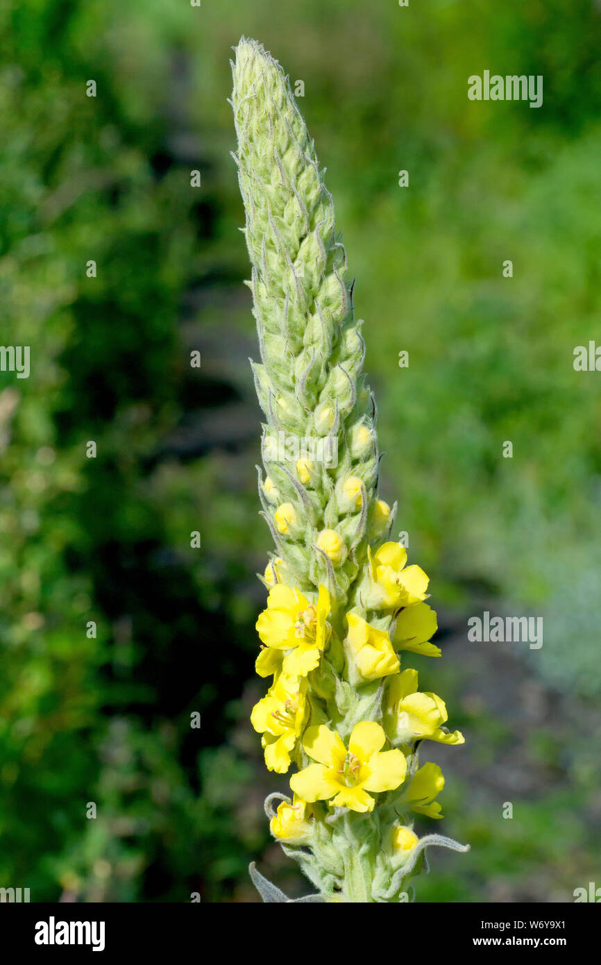 Grande Mullein (molène thapsus), noto anche come la Verga di Aronne, close up del gran capo della pianta come si entra in fiore. Foto Stock
