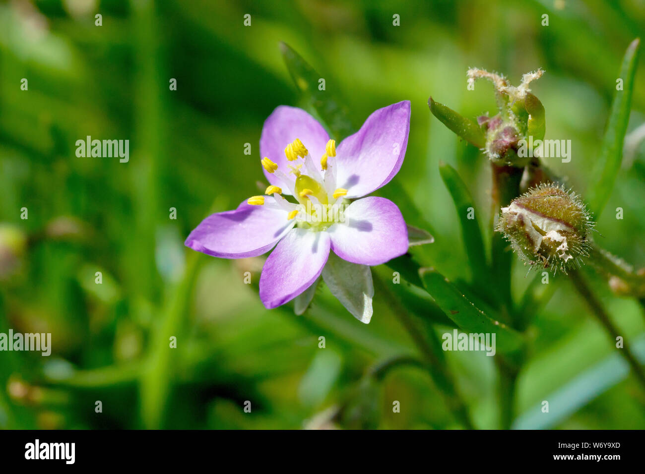 Sea-spurrey, probabilmente una maggiore del mare (spurrey spergularia media), close up di un singolo fiore con bassa profondità di campo. Foto Stock