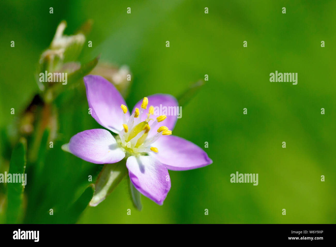 Sea-spurrey, probabilmente una maggiore del mare (spurrey spergularia media), close up di un singolo fiore con bassa profondità di campo. Foto Stock
