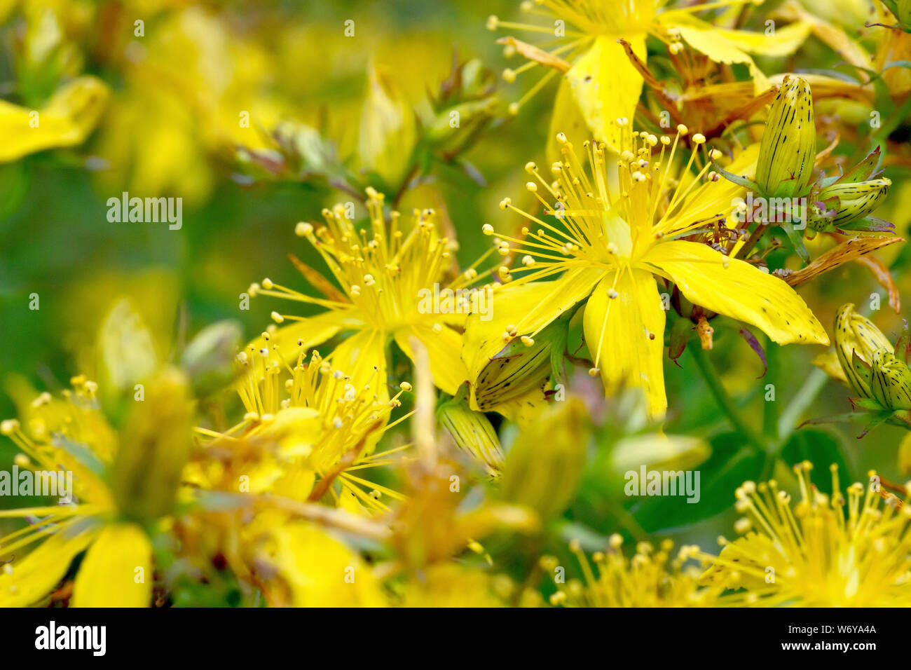 Comune o perforare San Giovanni-wort (Hypericum perforatum), close up dei fiori. Foto Stock