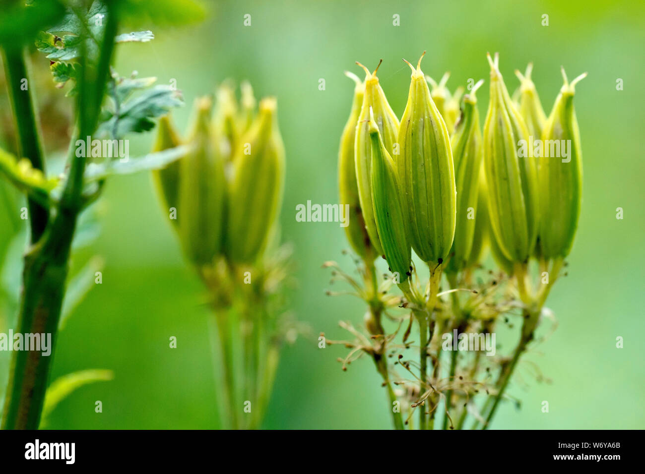 Dolce seme Cicely testa (myrrhis odorata), close up dei semi in via di sviluppo. Questi finiranno per indurire e girare a marrone. Foto Stock