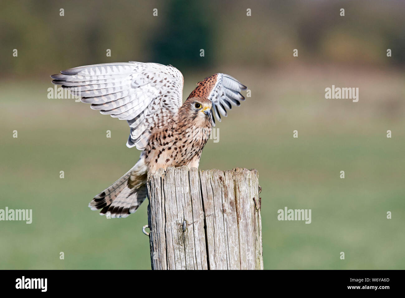 Il Gheppio (Falco tinnunculus) REGNO UNITO Foto Stock