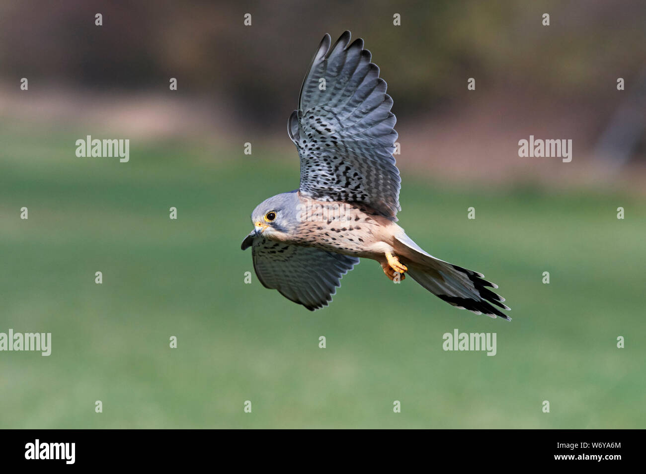 Il Gheppio (Falco tinnunculus) REGNO UNITO Foto Stock