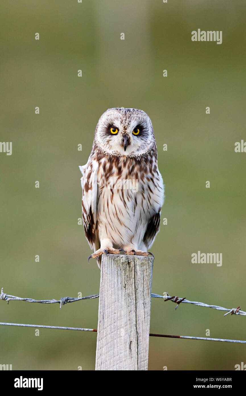Corto-eared owl (Aseo flammeus) REGNO UNITO Foto Stock