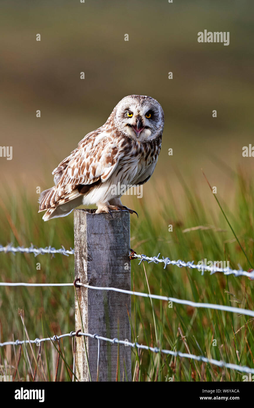 Corto-eared owl (Aseo flammeus) REGNO UNITO Foto Stock
