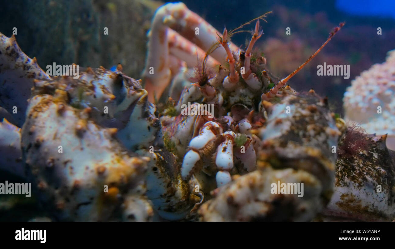 Immagine ravvicinata di testa del gigante Giapponese ragno granchio Foto Stock