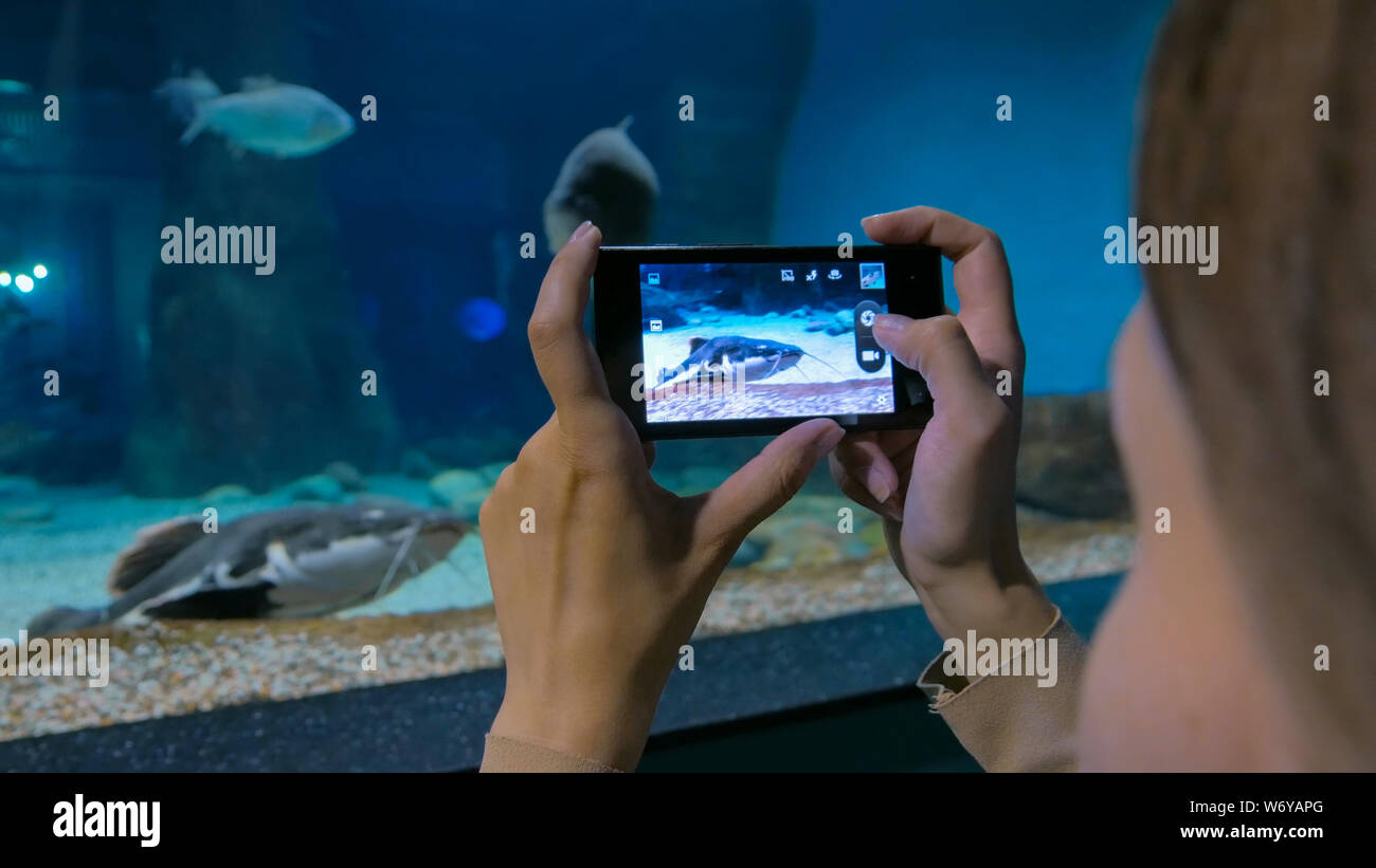 Donna di scattare le foto dei pesci con lo smartphone Foto Stock