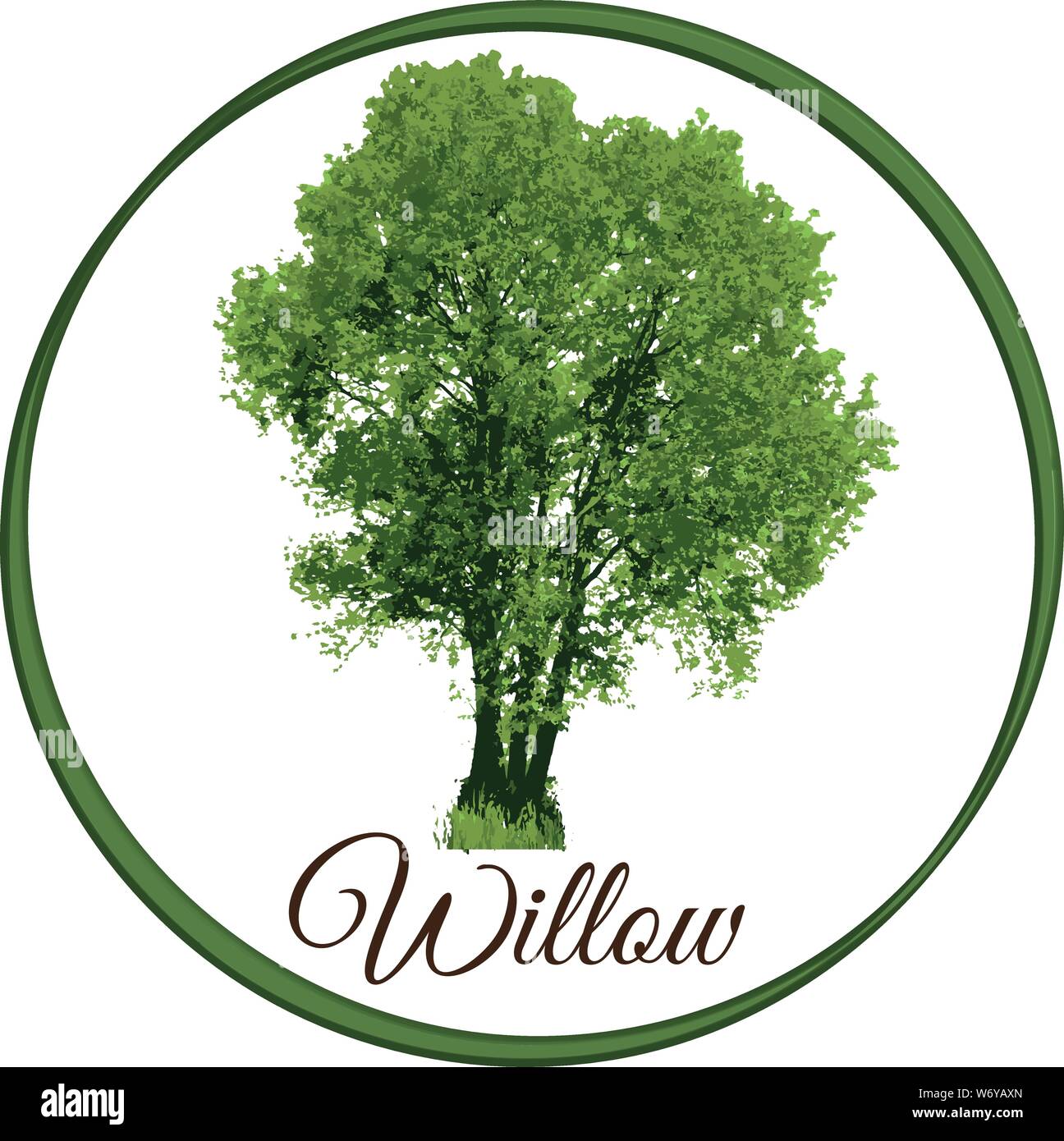 Willow Tree come vettore tracciato con foglie di singolo Illustrazione Vettoriale