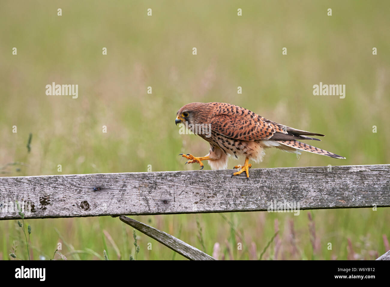 Il Gheppio (Falco tinnunculus) REGNO UNITO Foto Stock