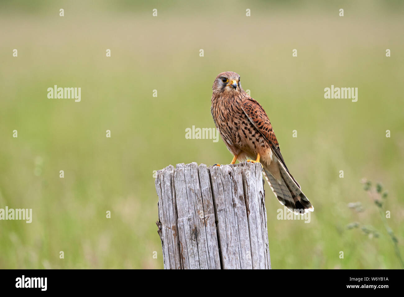 Il Gheppio (Falco tinnunculus) REGNO UNITO Foto Stock